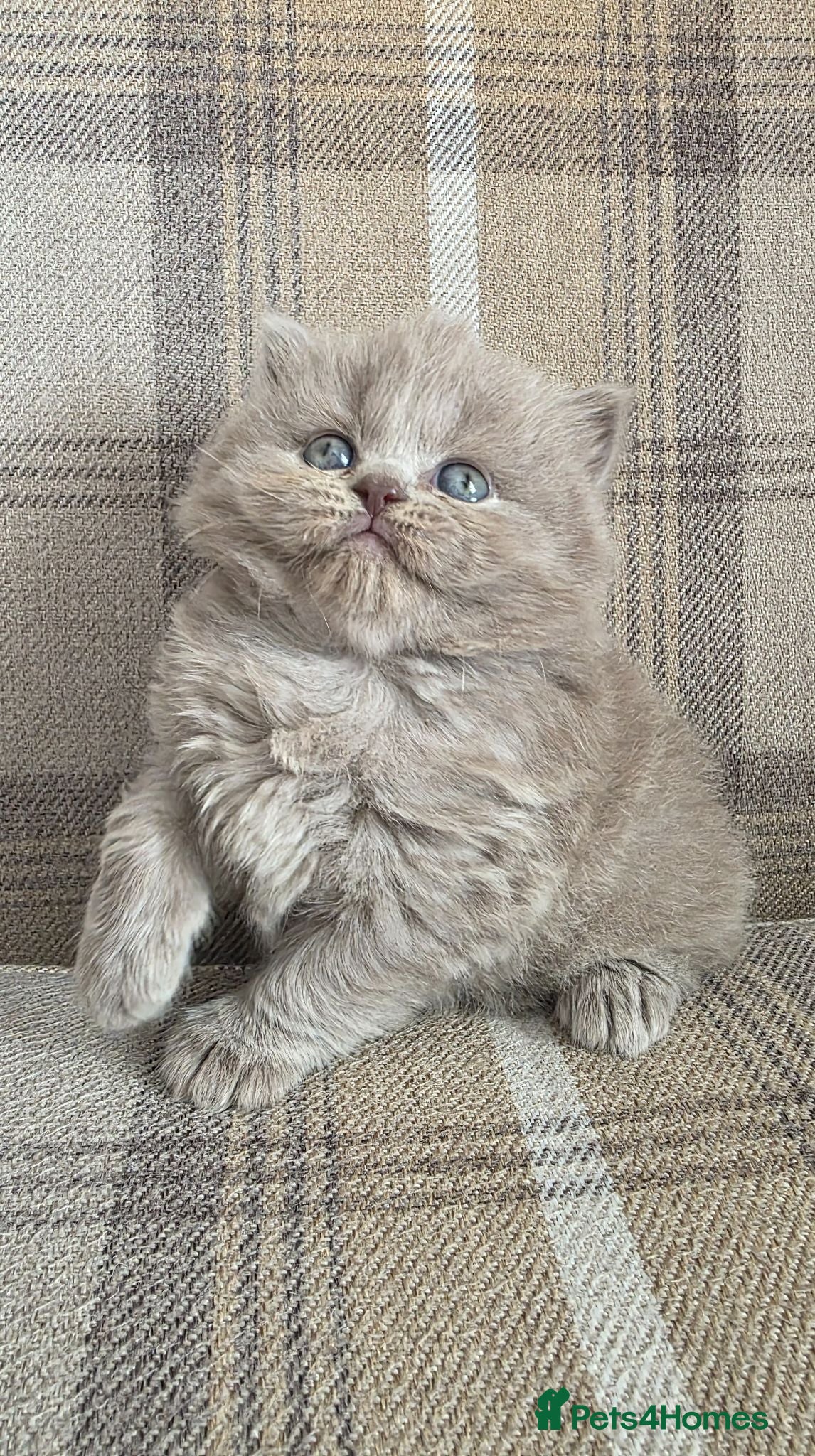 British Longhair cats Exceptional quality GCCF British Longhair  - Advert 2