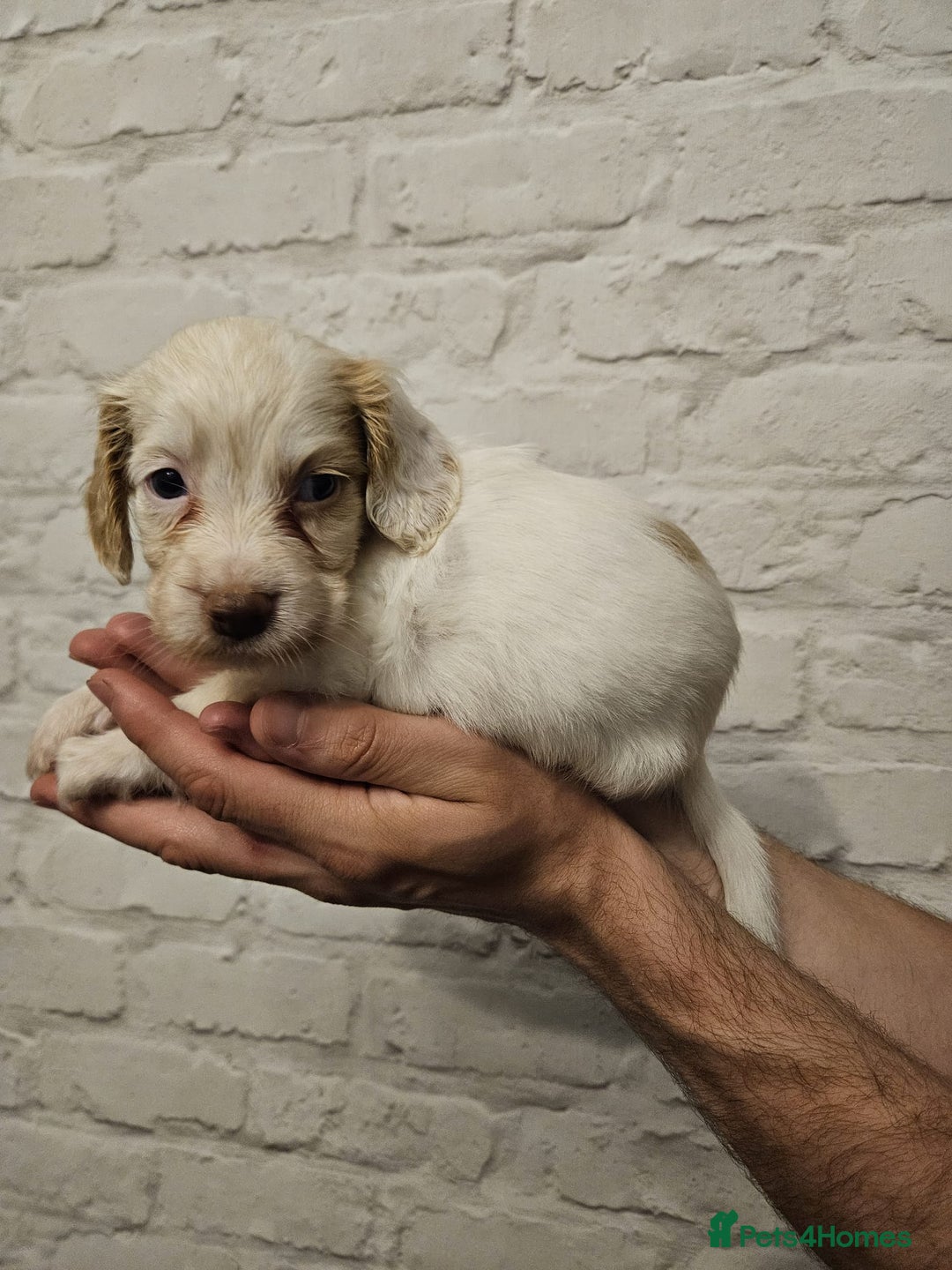 Cocker Spaniel dogs for sale: Cocker spaniels - Image 3