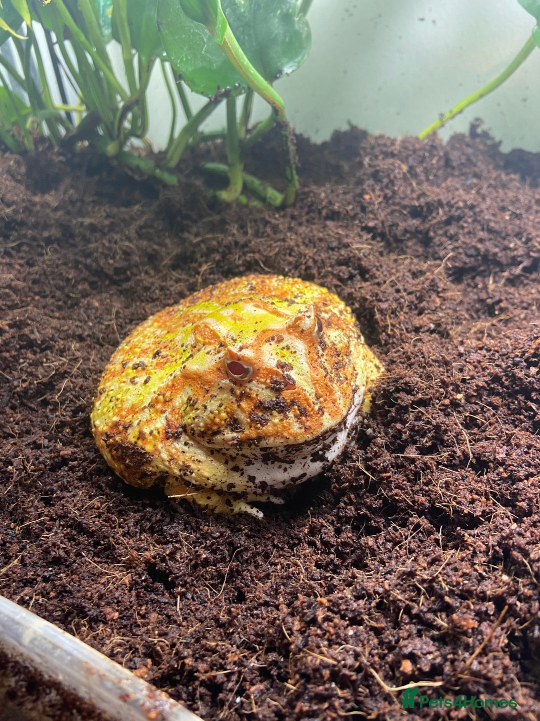 Frog reptiles for sale: Female Pac-Man frog - Image 13