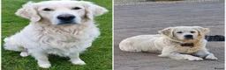 Golden Retriever dogs for sale: Chunky health tested Golden Retriever puppies - Advert 4