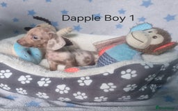 Miniature Dachshund dogs for sale: Stunning Miniature Dachshund Puppies - Image 13