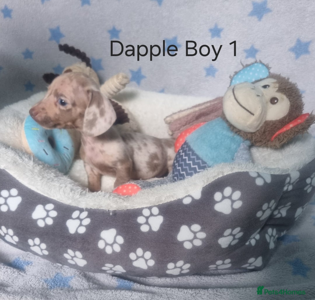 Miniature Dachshund dogs for sale: Stunning Miniature Dachshund Puppies - Image 13