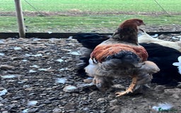 Hens poultry for sale: Rare Buff Brahma Boys-calm and stunning - Image 7