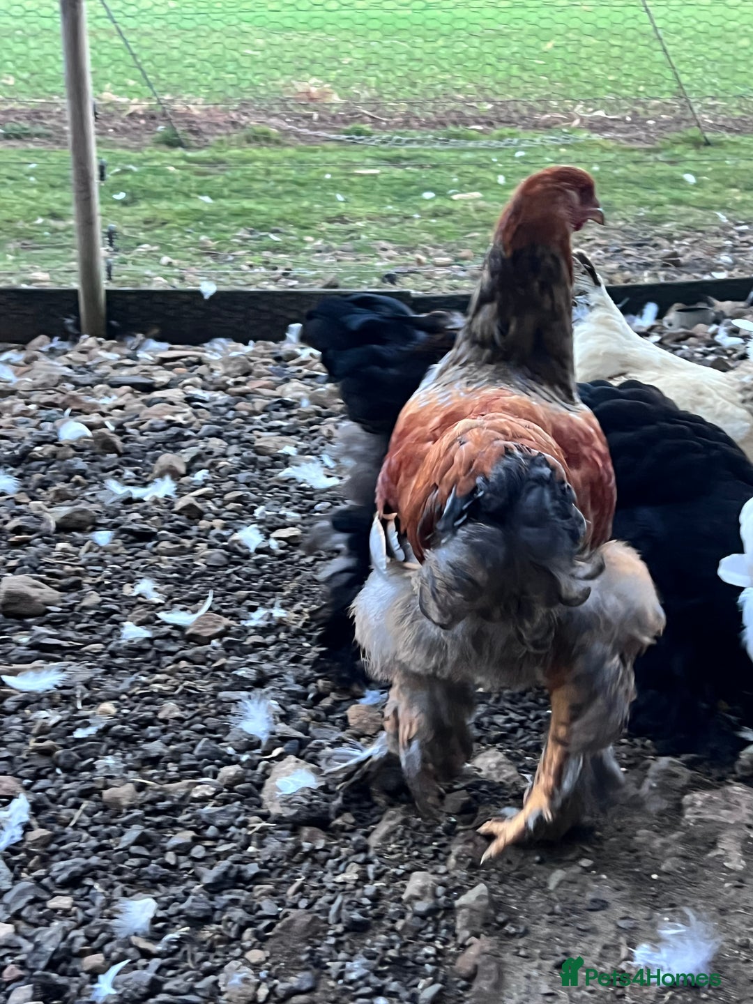 Hens poultry for sale: Rare Buff Brahma Boys-calm and stunning - Image 7