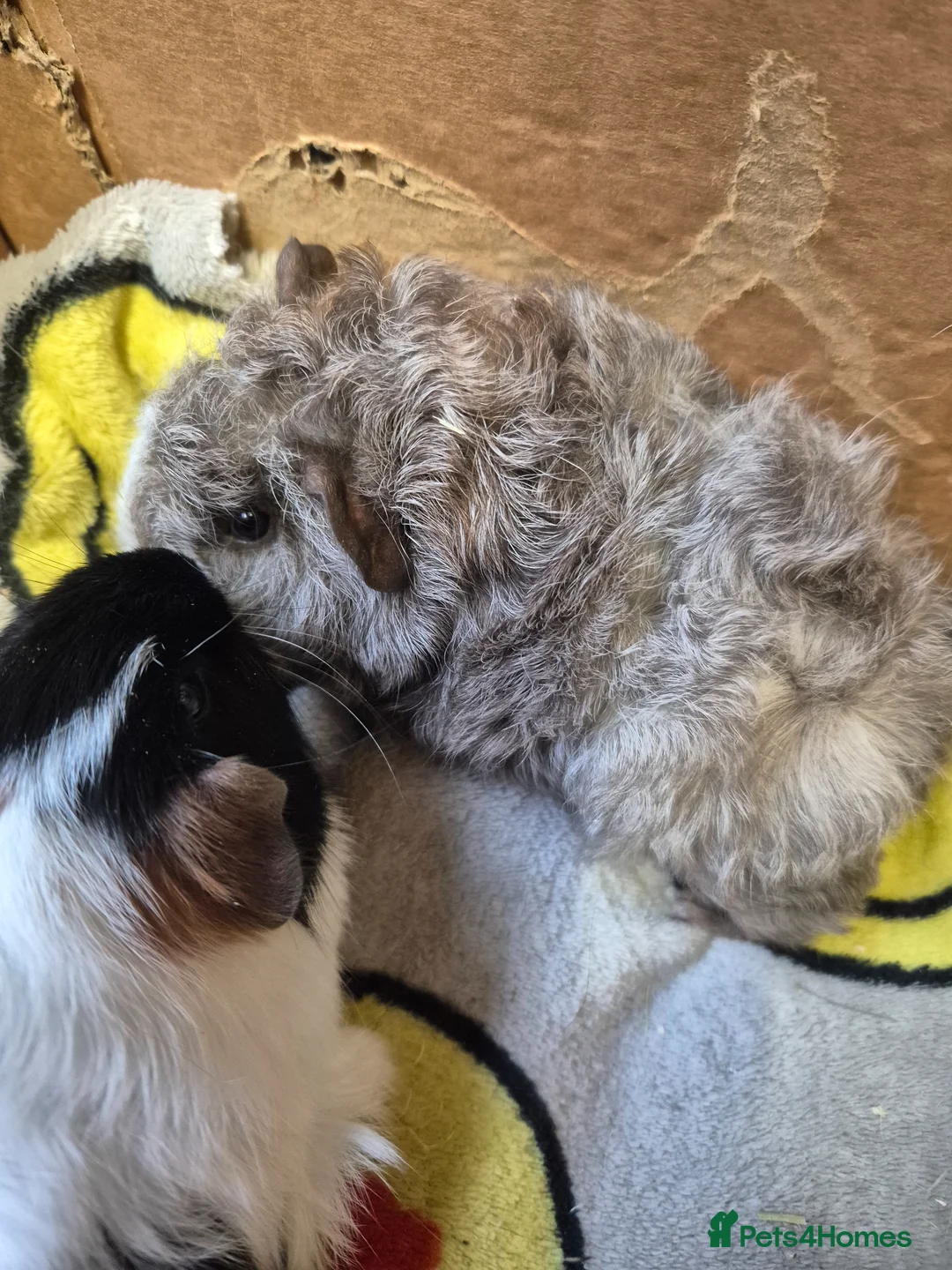 Guinea Pig rodents for sale: Pair of Baby Male Guinea Pigs For Sale  - Advert 2