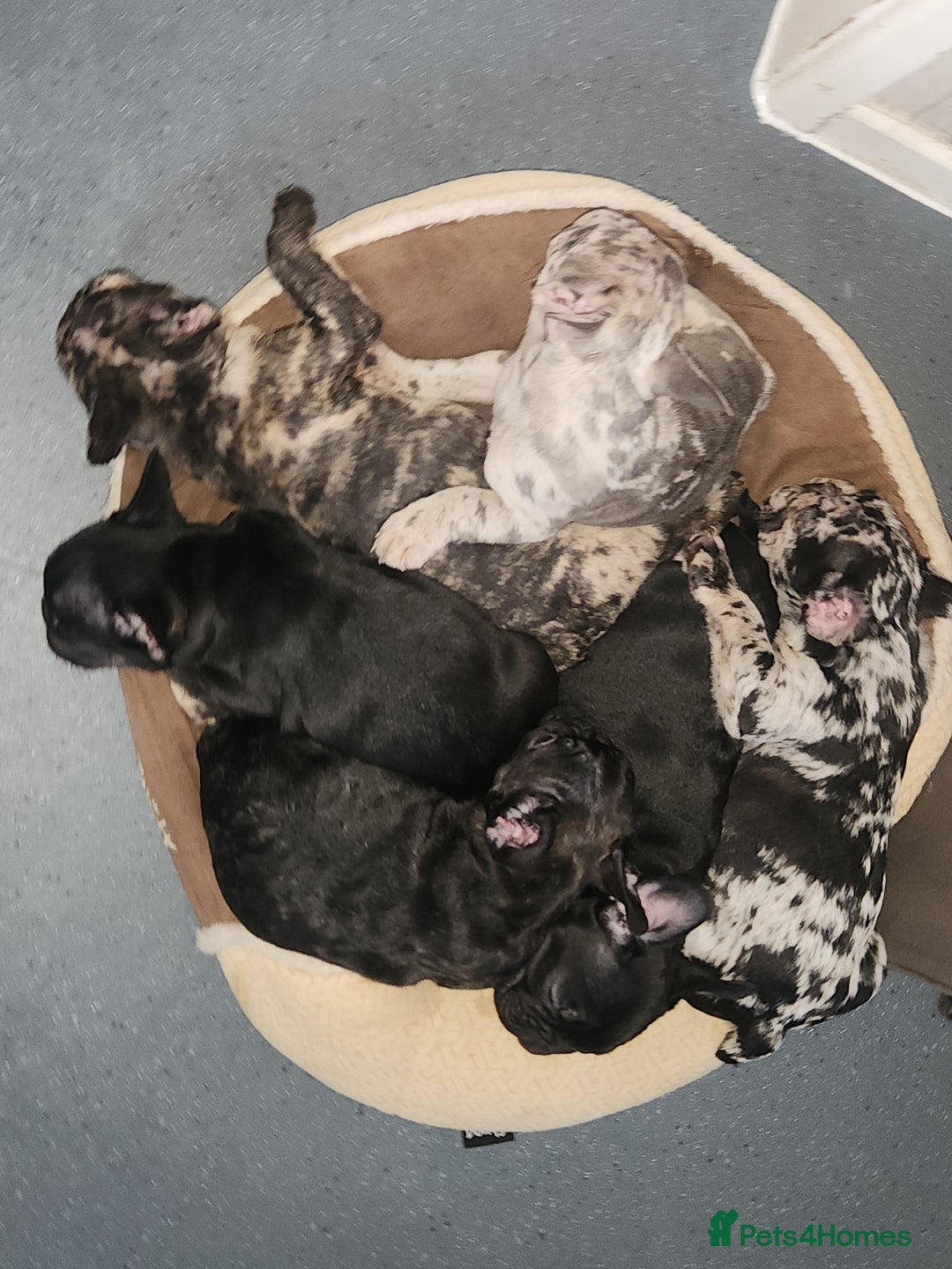 French Bulldog dogs for sale: Beautiful Puppy's For Sale  - Advert 9