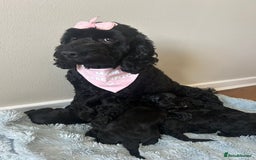 Cockapoo dogs for sale: 🖤BEAUTIFUL COCKAPOO FOR SALE🖤 - Advert 17