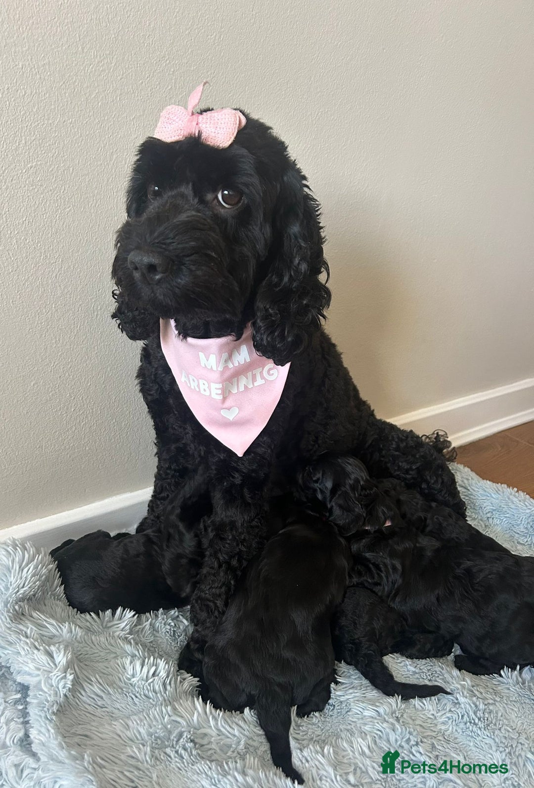 Cockapoo dogs for sale: 🖤BEAUTIFUL COCKAPOO FOR SALE🖤 - Advert 17