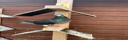 Pigeons birds for sale: Stock racing pigeon few left - Advert 10