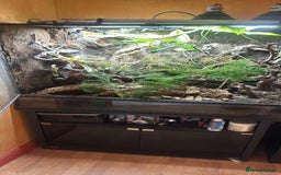 Skink reptiles for sale: Pink tongue skink with enclosure  - Image 1