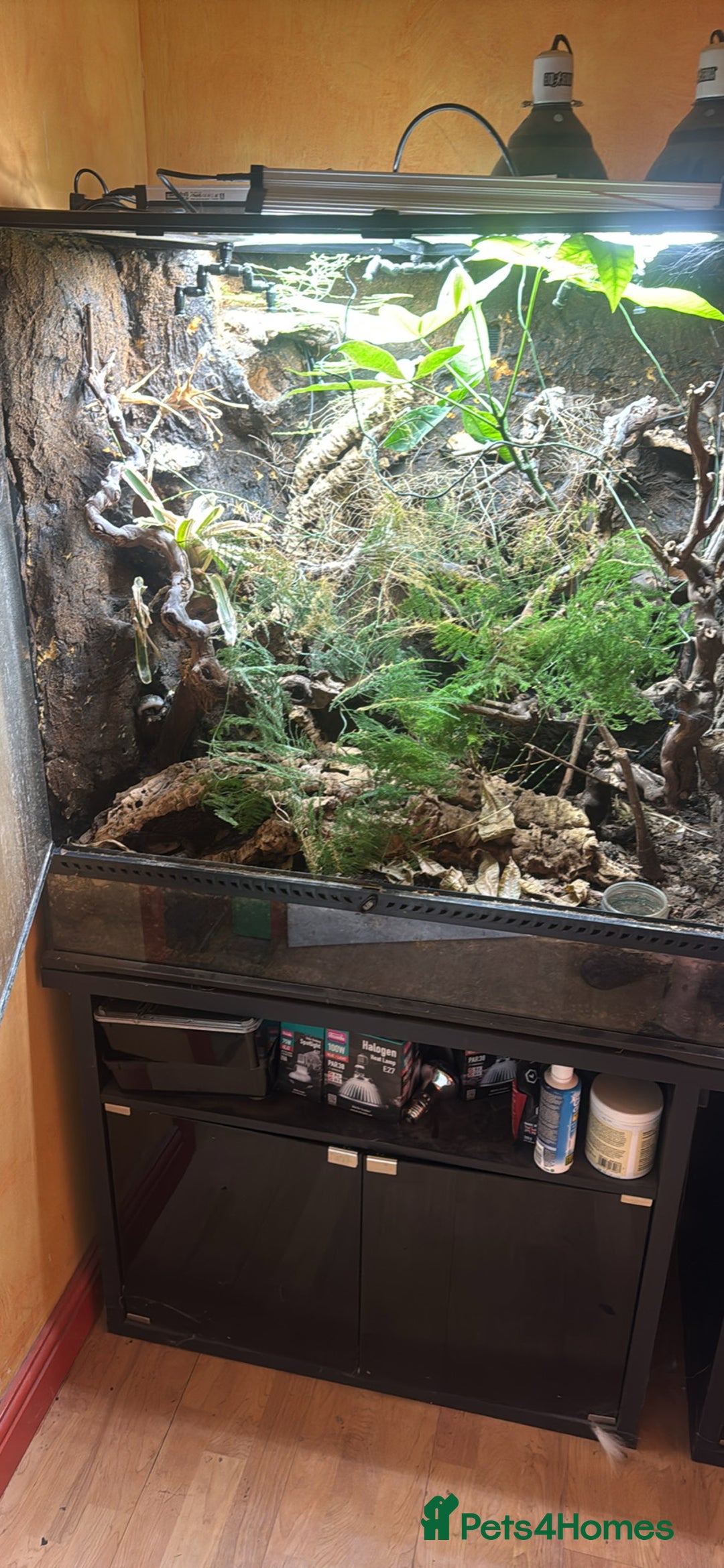 Skink reptiles for sale: Pink tongue skink with enclosure  - Image 1