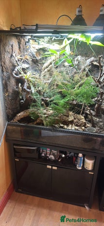 Skink reptiles - Advert 1