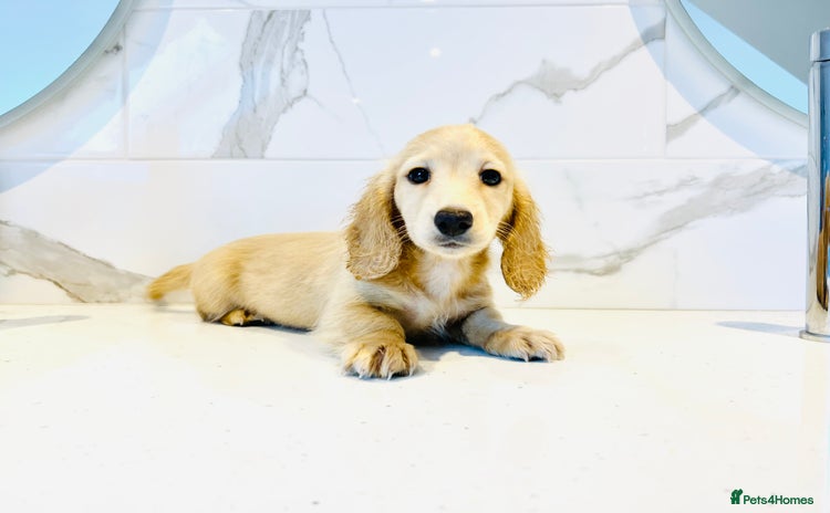 Miniature Dachshund dogs - Advert 13