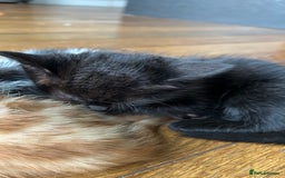 Domestic Shorthair cats for sale: Male Black Domestic Shorthair Kitten - Image 6