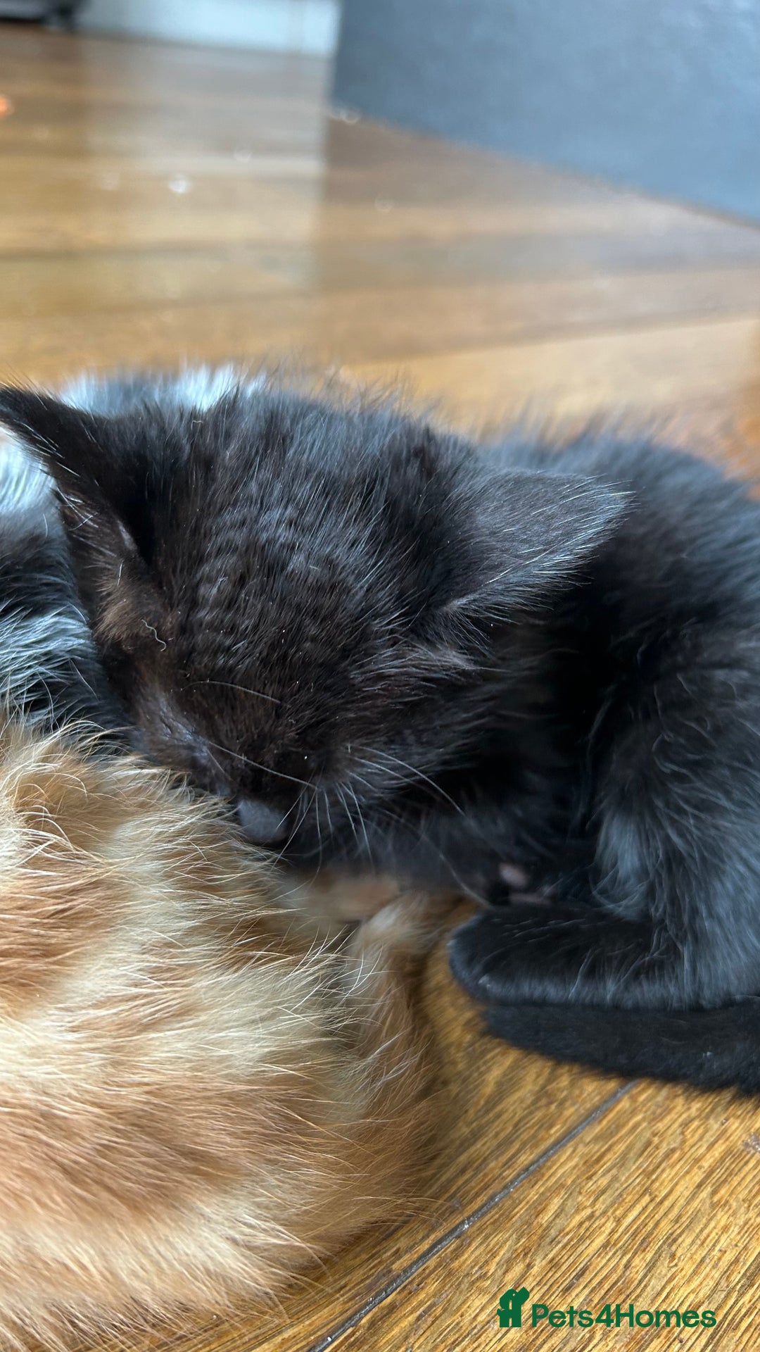 Domestic Shorthair cats for sale: Male Black Domestic Shorthair Kitten - Image 6