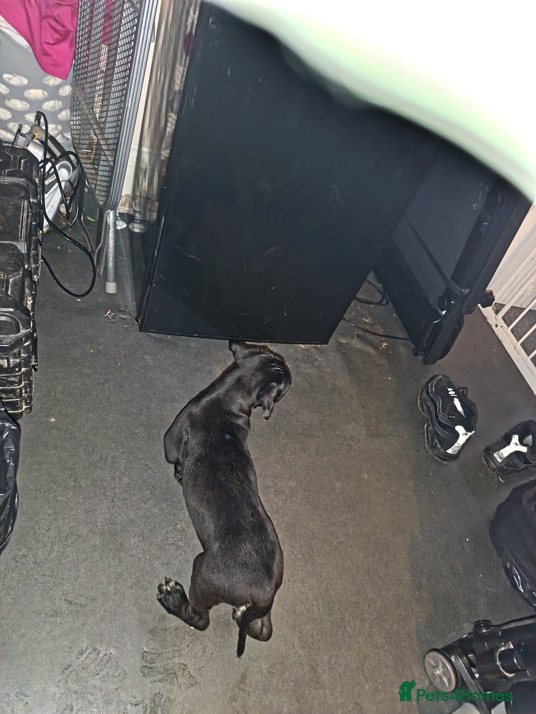 Mixed Breed dogs for sale: Cane Corso x lurcher (saluki/greyhound) )  - Advert 5