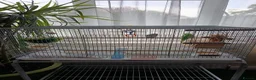 Lovebirds birds for sale: 2 Budgies for sale in London - Advert 4