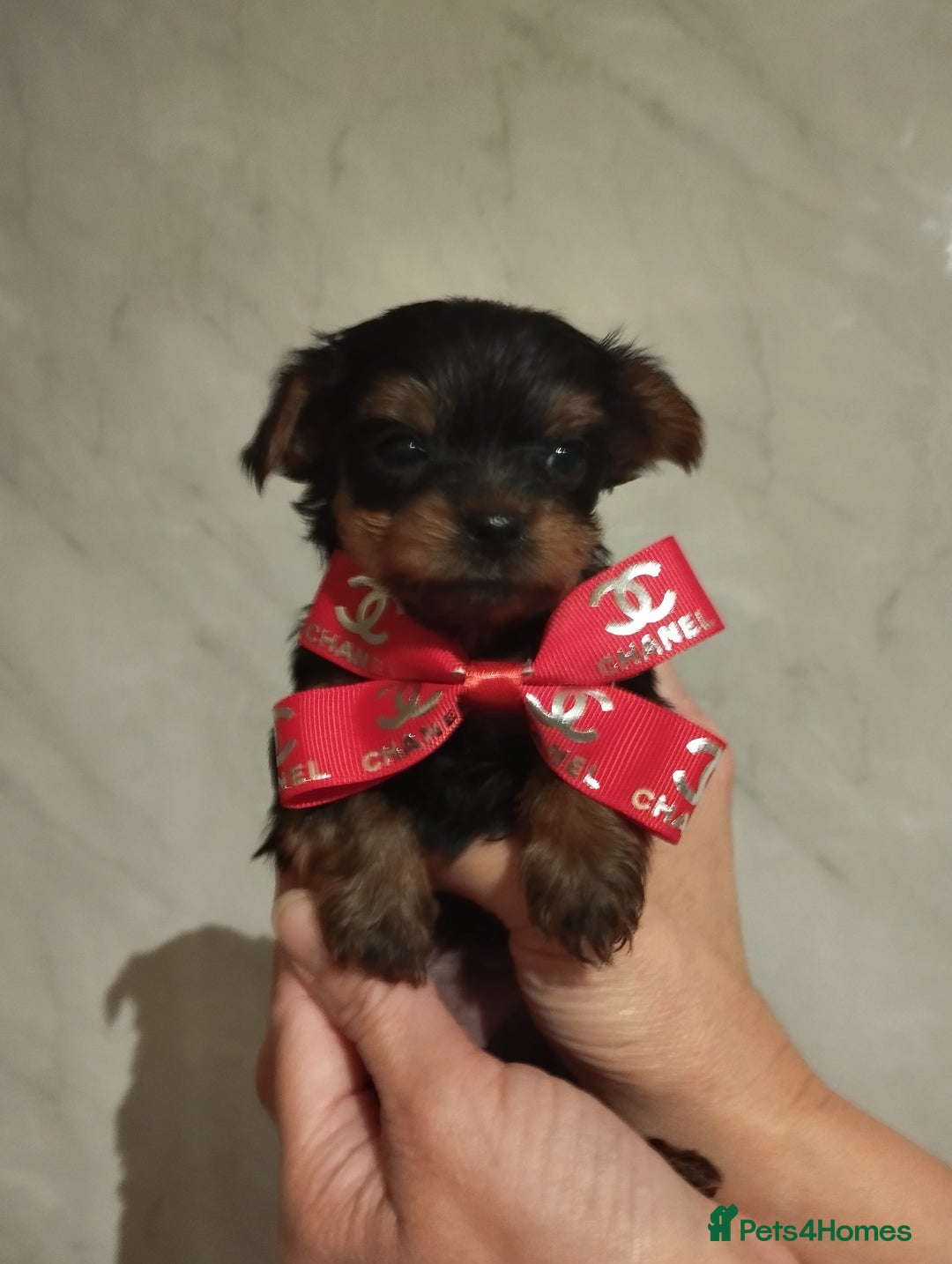 Yorkshire Terrier dogs for sale: 💝💝Beautiful miniature babies 💝💝 - Image 21