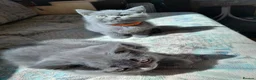 British Shorthair cats for sale: Stunning British Shorthair Kitty's - Advert 4