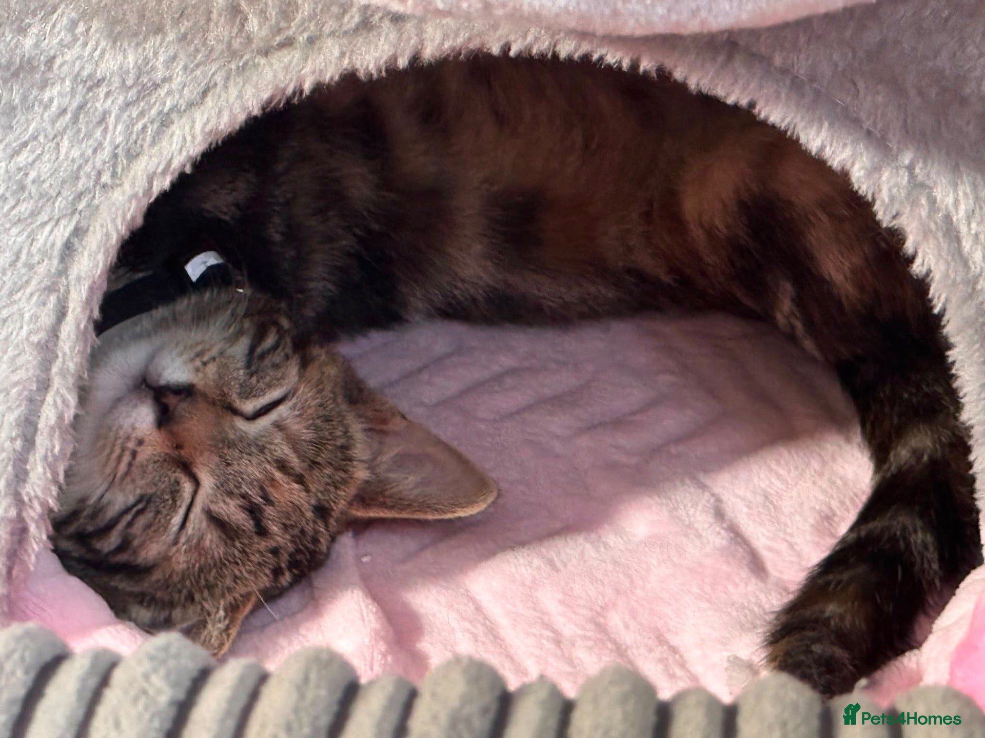 Mixed Breed cats URGANT sale - Advert 1