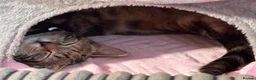 Mixed Breed cats for sale: URGANT sale - Advert 1
