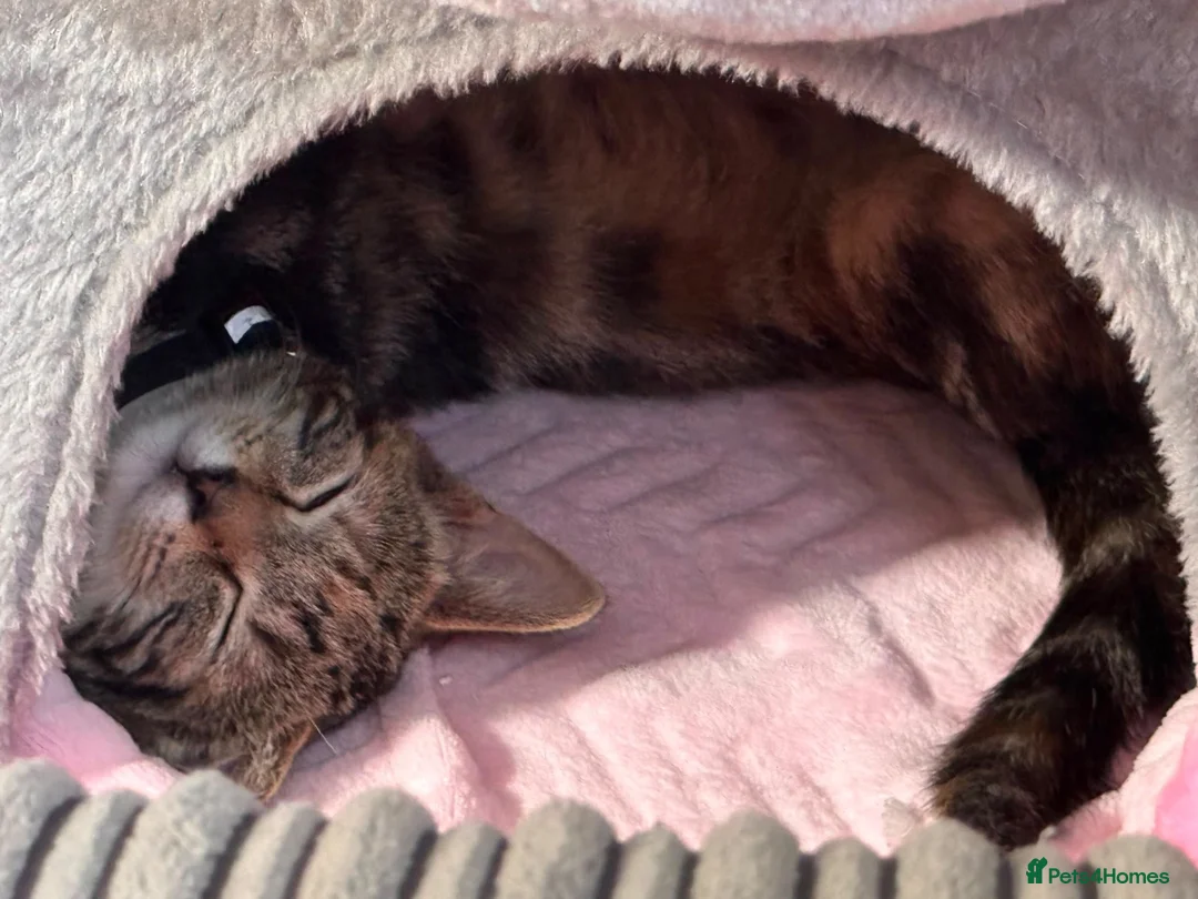 Mixed Breed cats for sale: URGANT sale - Advert 1