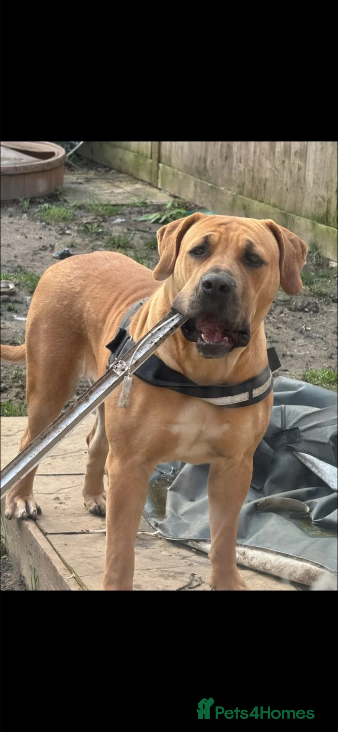Boerboel dogs for sale: beautiful boerboel female  in Hook - Advert 5