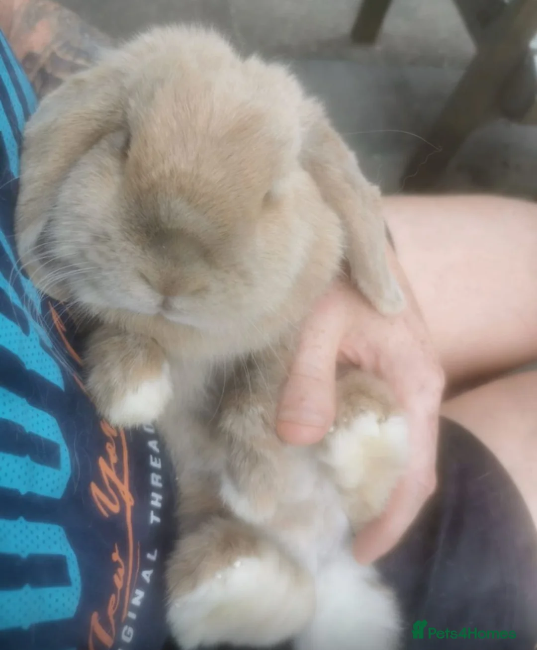 Mini Lop rabbits for sale: Mini Lop 5 year old girl in Porth - Advert 2