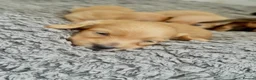 Miniature Dachshund dogs for sale: Long/smooth haired cream/Red Mini Dachshund pups - Advert 12