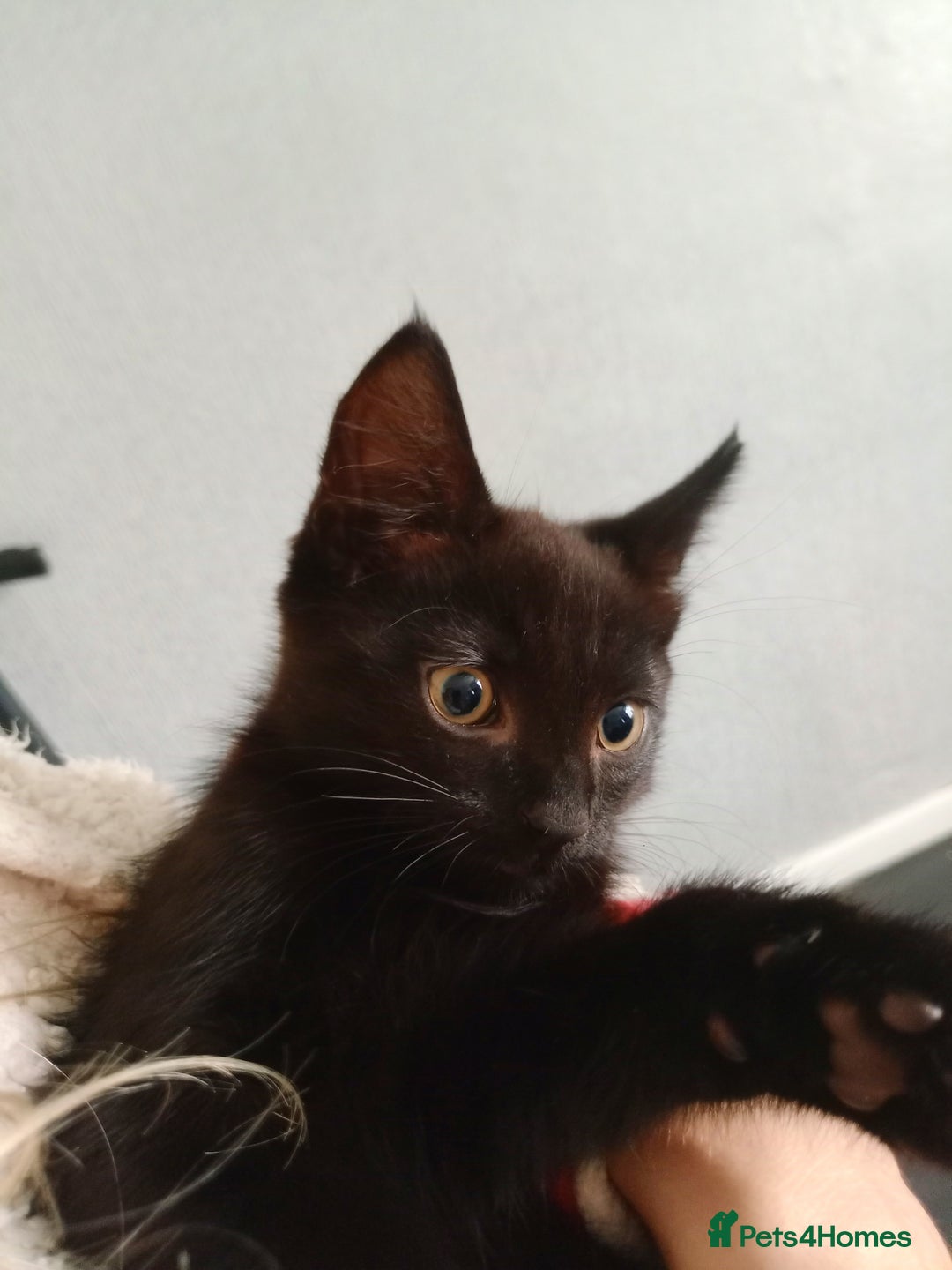 Mixed Breed cats for sale: Female Maincoone cross kitten  - Image 2
