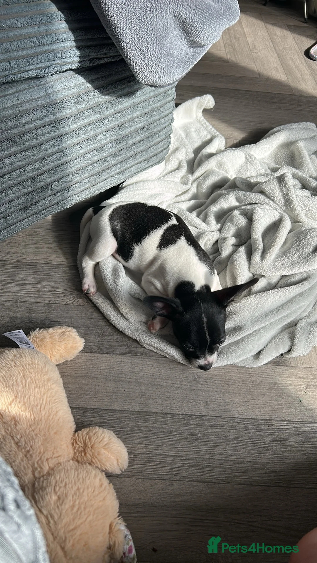 Mixed Breed dogs for sale: 6 month old Dapple  - Advert 2