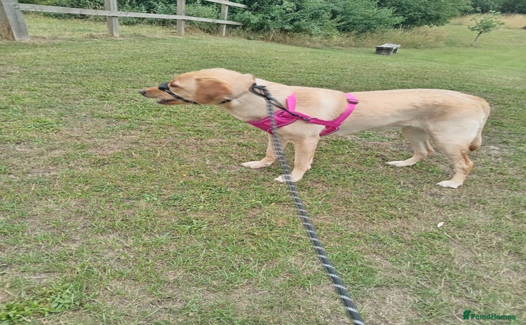Labrador Retriever dogs - Advert 12