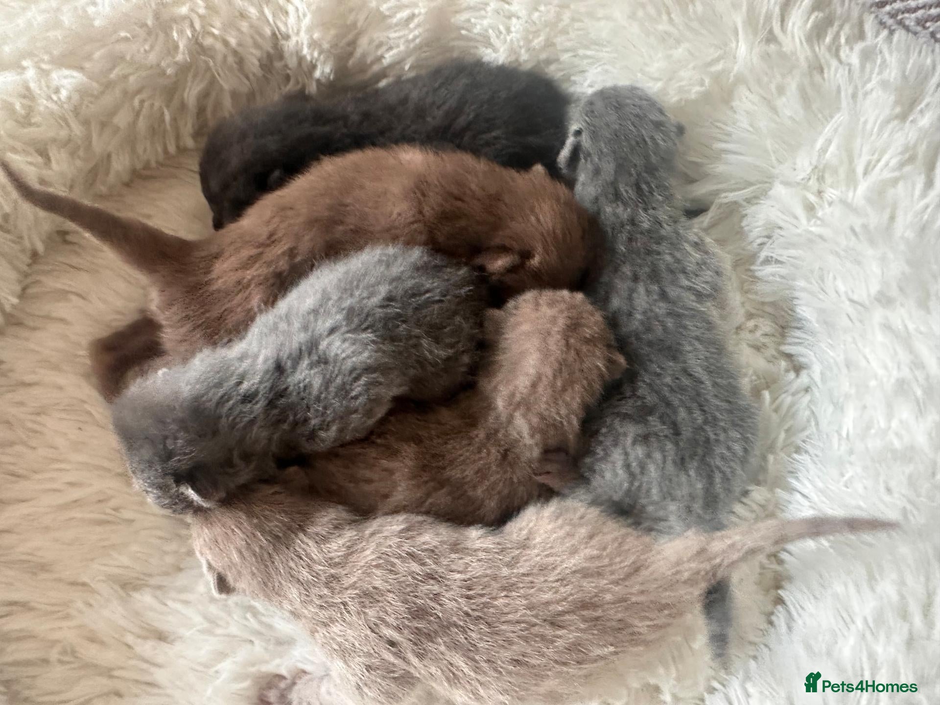 British Shorthair cats for sale: British Shorthair kittens  - Advert 1