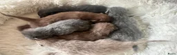 British Shorthair cats for sale: British Shorthair kittens  - Advert 1