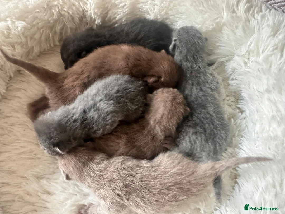 British Shorthair cats for sale: British Shorthair kittens  - Advert 1