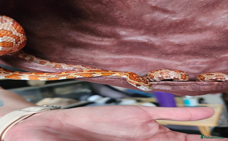 Corn Snake reptiles - Advert 9