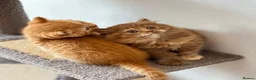 British Shorthair cats for sale: **TICA Registered British Shorthair Kittens🧡🤎 - Advert 4