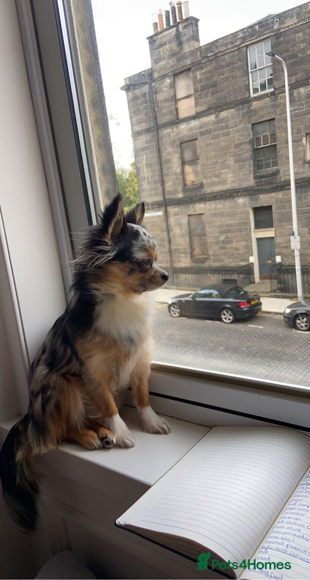 Chorkie dogs for sale: CHORKIE PUPS AVAILABLE NOW - Advert 5