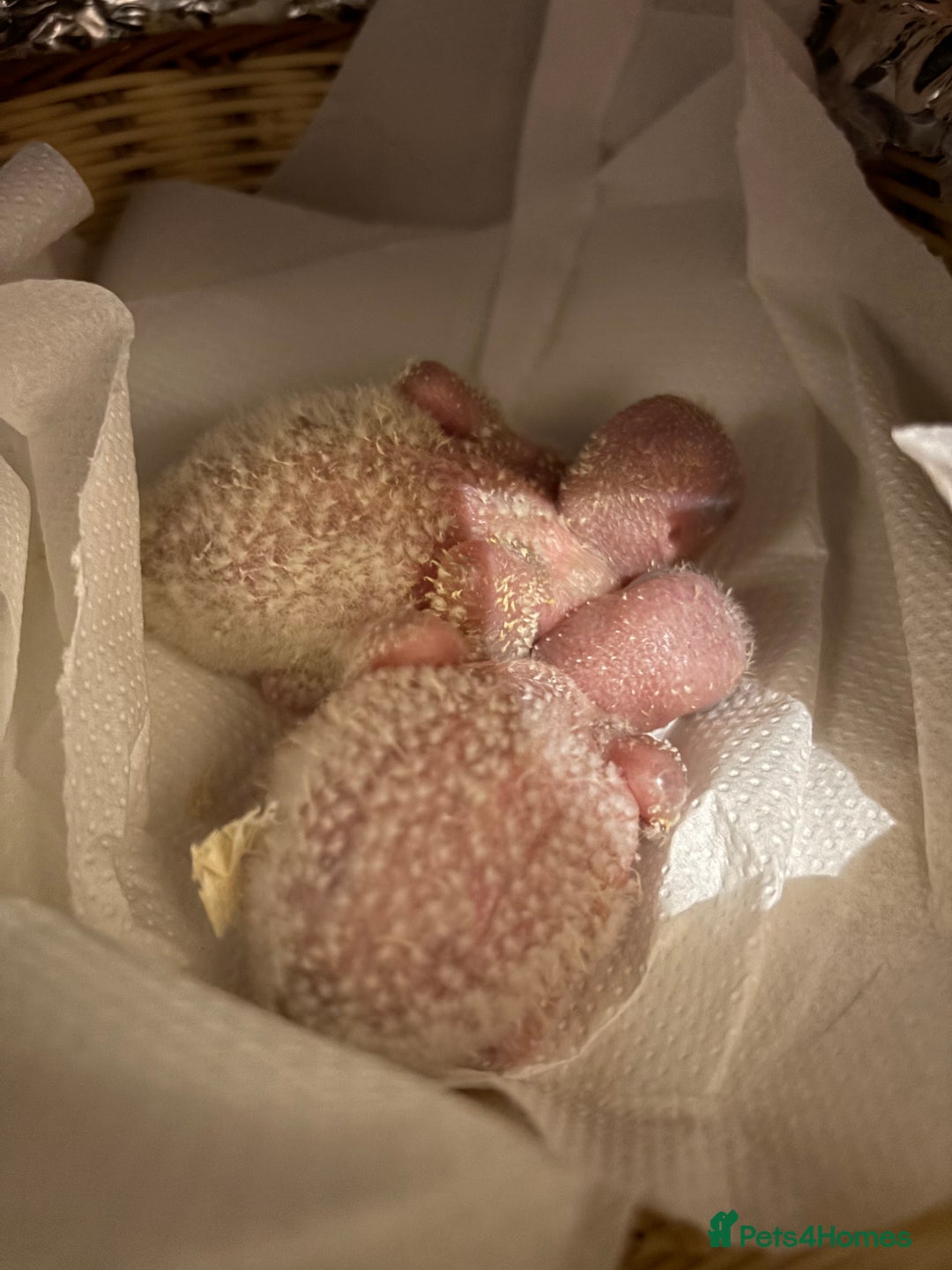 Parrots birds for sale: Hand reared baby quaker - Advert 24