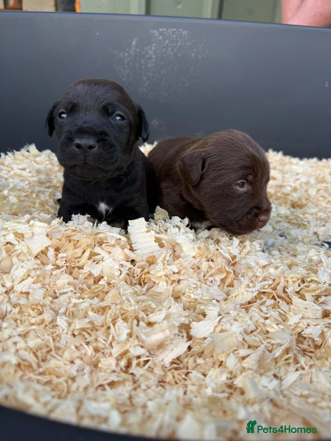 Patterdale Terrier dogs for sale: Patterdale Puppies - Advert 2