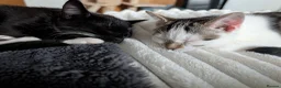Mixed Breed cats for sale: Two beautiful kittens, looking for there home 🐾 in Peterhead - Advert 2