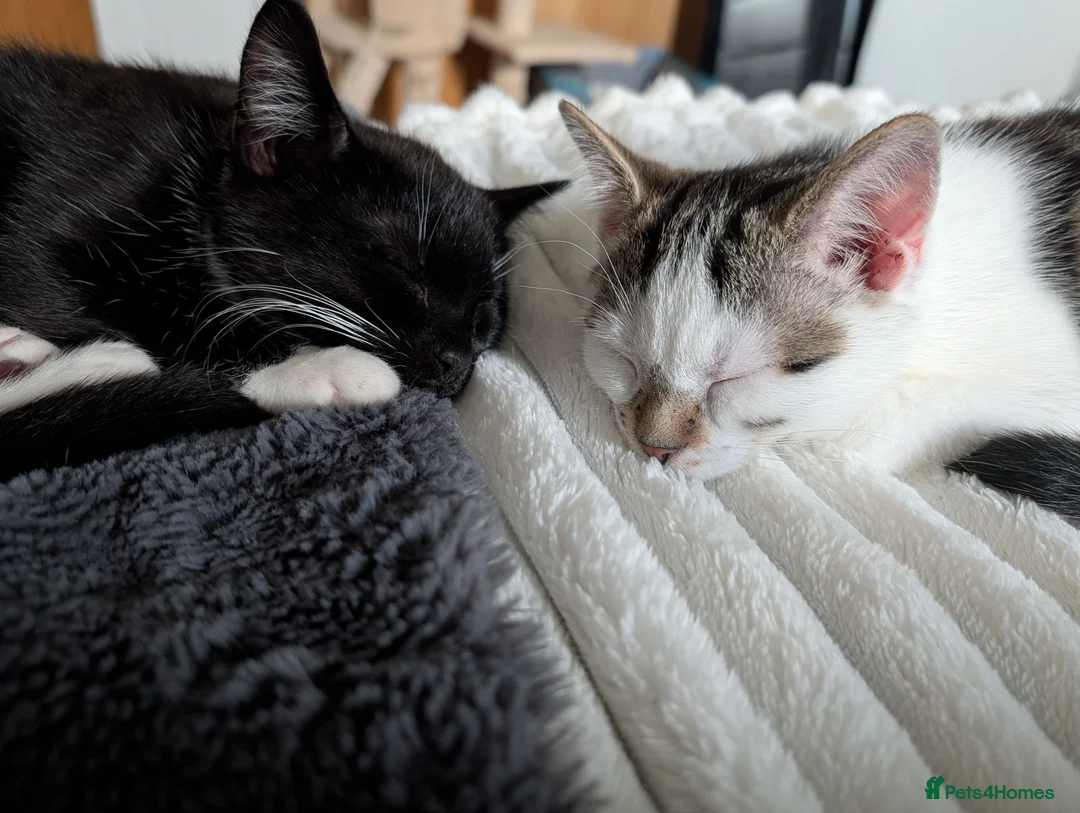 Mixed Breed cats for sale: Two beautiful kittens, looking for there home 🐾 in Peterhead - Advert 2