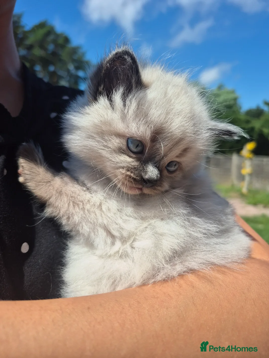 Ragdoll cats for sale: Seal point ragdoll kittens - Advert 12