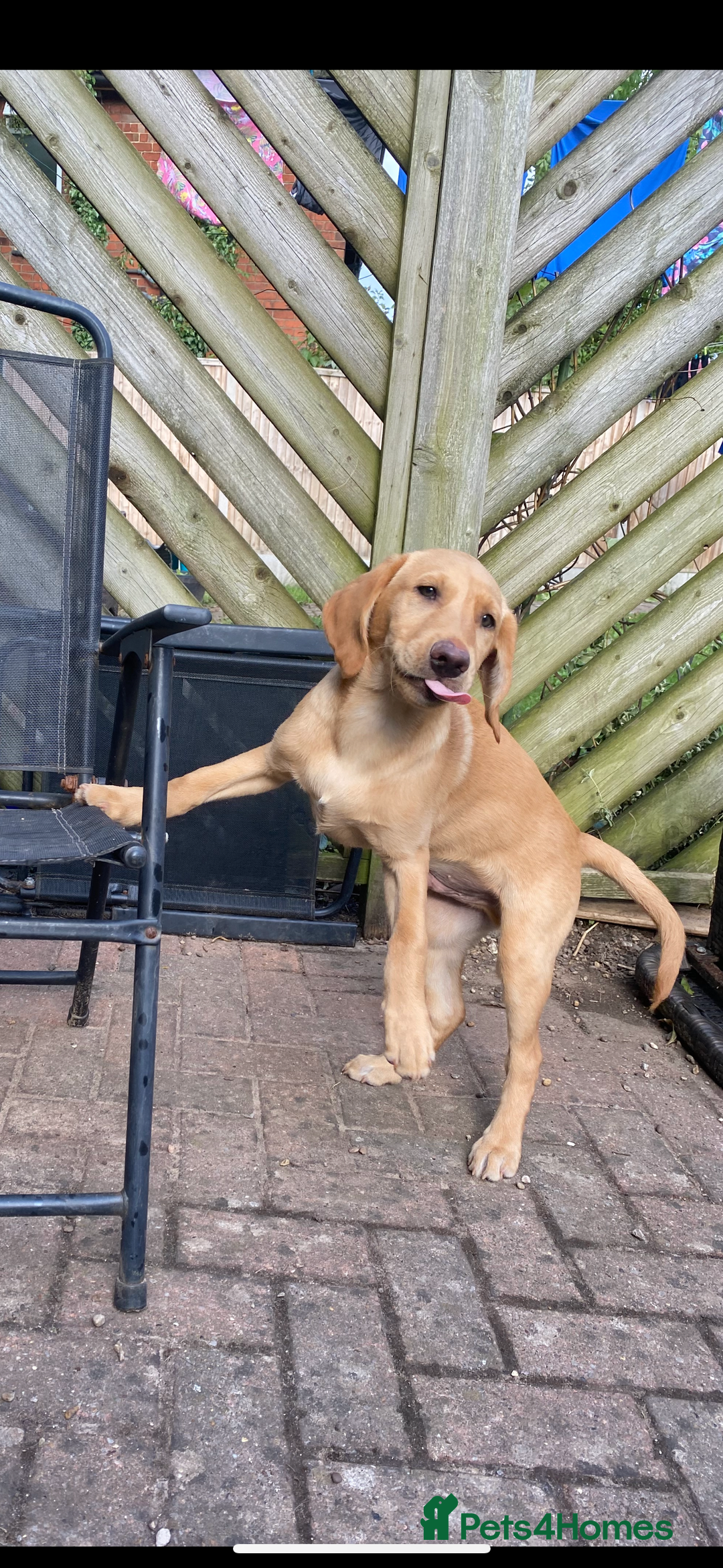 Labrador Retriever dogs for sale: Red fox Labrador & yellow lab  in Gainsborough - Image 8