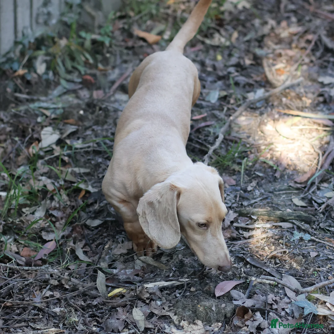 Miniature Dachshund dogs for stud: Cream e/e D/d B/b PRA Clear, Kc reg, Vet checked - Advert 2