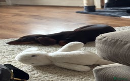 Dachshund dogs for sale: Female 6 month old Dachshund   - Advert 4