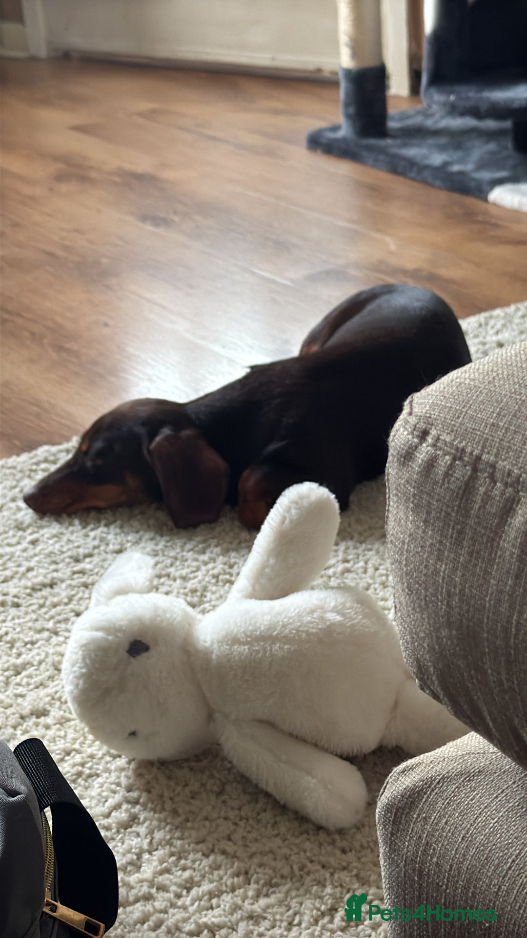 Dachshund dogs for sale: Female 6 month old Dachshund   - Advert 4