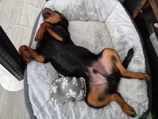 Rottweiler dogs Loving, 6-Month-Old Male Rottweiler - Advert 2
