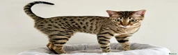 Savannah cats for sale: Sittingpretty Shyler F5 SBT Savannah female - Advert 8