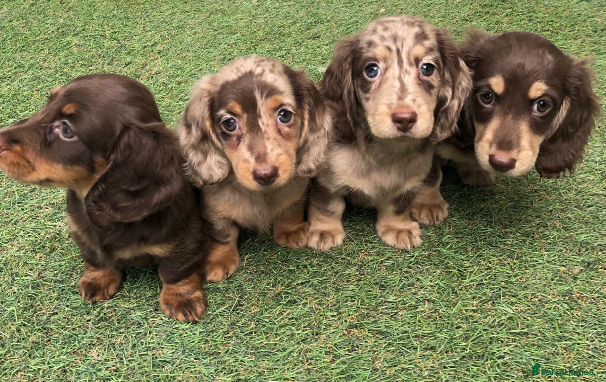 Miniature Dachshund dogs Miniature Longhaired dachshund puppy’s - Advert 2
